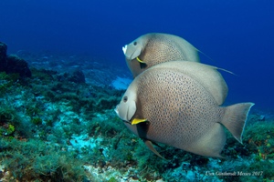 Graue Kaiserfische