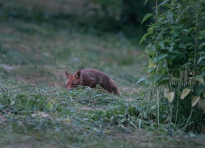 Am frühen Morgen (3)