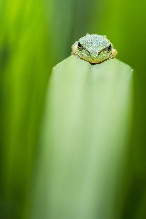 "Grüne Mamba"