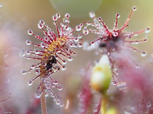 Mittlerer Sonnentau (drosera intermedia)