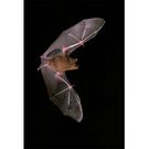 Short-tailed Fruit Bat ( Carollia perspicillata ) Brillenblattnase