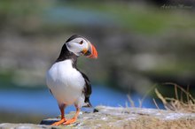 Papageitaucher - Puffin