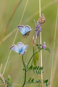 Silbergrüne Bläulinge