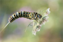 Madam Butterfly beim Frühstück