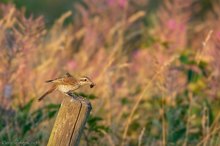 Emsländischer Bienenfresser