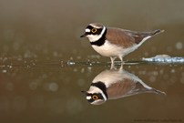 Spiegelung