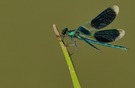 Prachtlibelle
