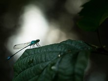 Kleinlibelle am Morgen