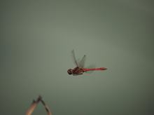 Blutrote Heidelibelle - Sympetrum sanguineum