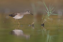 Bruchwasserläufer im Flachwasser