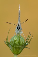 Silbergrüner Bläuling