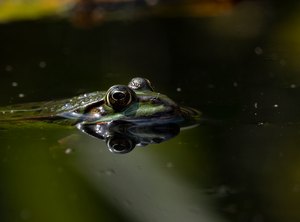 In Nachbar's Gartenteich...