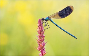 Geb. Prachtlibelle
