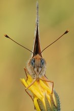 Mittlerer Perlmutterfalter, Argynnis (Fabriciana) niobe, Frontalansicht