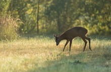 ~ in meinem kleinen Habitat ~