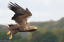 Seeadler im Anflug