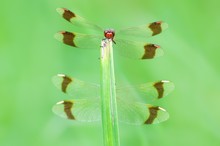 Banded darter (Sympetrum pedemontanum)