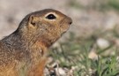 Richardson´s Ziesel (Spermophilus richardsonii) Richardson´s Ground Squirrel