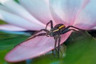 Dolomedes fimbriatus