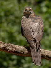 Tödlicher Blick