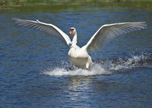 Schwan 2