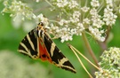 euplagia quadripunctaria