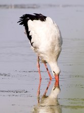 narzistischer Storch