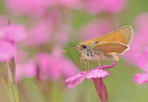 Ein fan von rosa