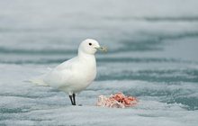 Elfenbeinmöwe Ivory Gull ( Pagophila iburnea )