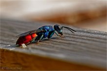 Gemeine Goldwespe (Chrysis ignita)