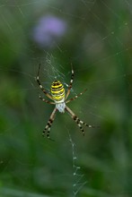 Zebra oder Wespenspinne