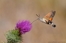 Wie ein Kolibri ...