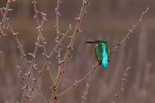 Eisvogel auf eisigen Dornen