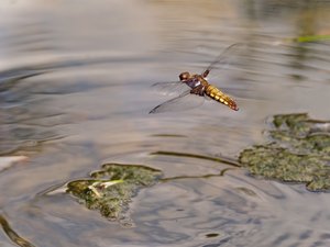 hier habe ich mich einmal an Flugbildern