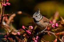 Haubenmeise im Frühling