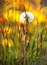 Pusteblume in Gräsern vor Islandmohn in Norwegen.