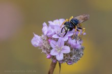 Ein Bienenwolf, so ich mich nicht täusche