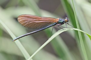 ein noch nicht fertig ausgefärbtes Prachtlibellenweibchen,