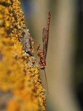 Riesenschlupfwespe (megarhyssa perlata)