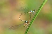 Pygmy damselfly