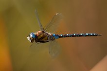 Libelle im Flug