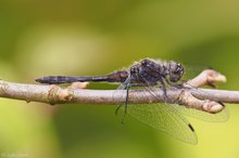 schwarze Heidelibelle