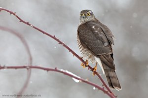 Sperber