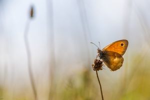 Wiesenvogel