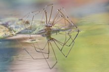 Spinne im Spiegel