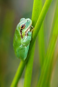 Laubfrosch - diesmal etwas anders