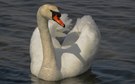 Schwan