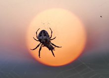 Spinne mit Beute vor Sonne