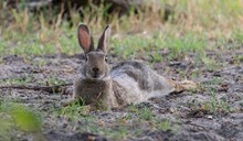 Ganz entspanntes Wildkaninchen