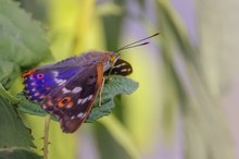 Kleiner Schillerfalter  -  Apatura ilia